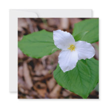 Fotografia de Trillium de Primavera sem Edição