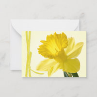 Fotografia Floral de Fecho do Daffodil Primavera a