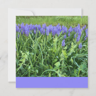 Cartão De Notas Fotografia Violet Bluebells - Herschberg, Alemanha