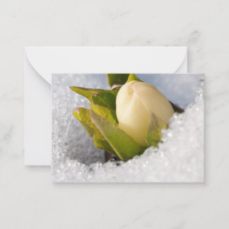 Cartão De Notas Hellebore crescendo através da neve,