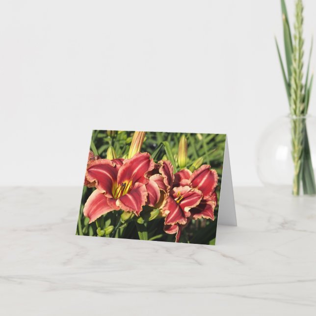 Cartão De Notas Hemerocallis (Frente)