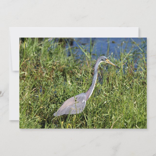 Cartão De Notas Herão Tricolor (Frente)