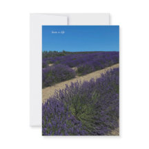 Hill of Lavanda Rows