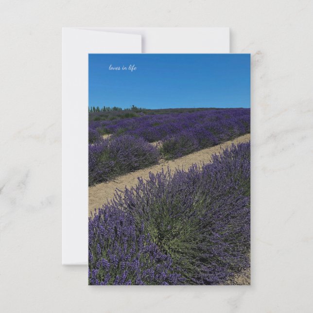 Cartão De Notas Hill of Lavanda Rows (Frente)