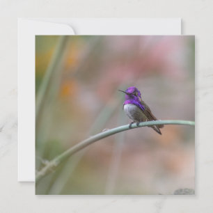 Cartão De Notas Hummingbird com belas penas roxas