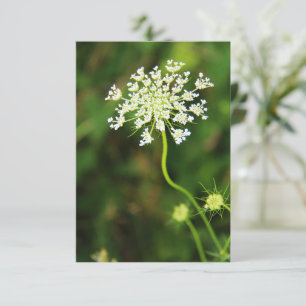 Cartão De Notas Lace Wildflower da Rainha vazio Anne