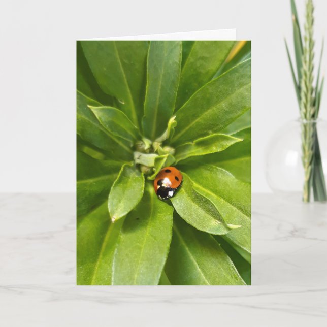 Cartão De Notas Ladybug em Flores (Frente)