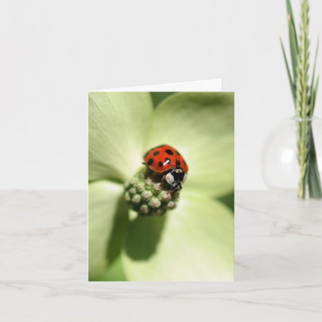 Cartão De Notas Ladybug On Dogwood Flower Photography  (Frente)