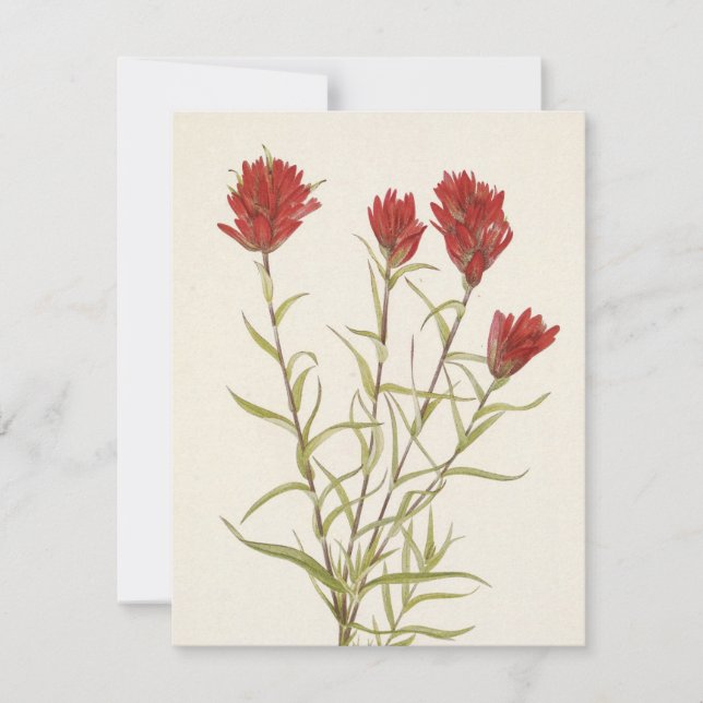 Cartão De Notas Lanceleaf Paintbrush por Mary Vaux Walcott (Frente)