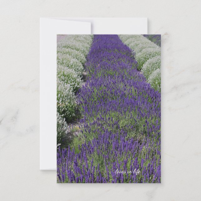 Cartão De Notas Lavanda e Linhas Brancas (Frente)