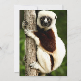 Cartão De Notas Lêmure Sifaka na Floresta de Madagascar