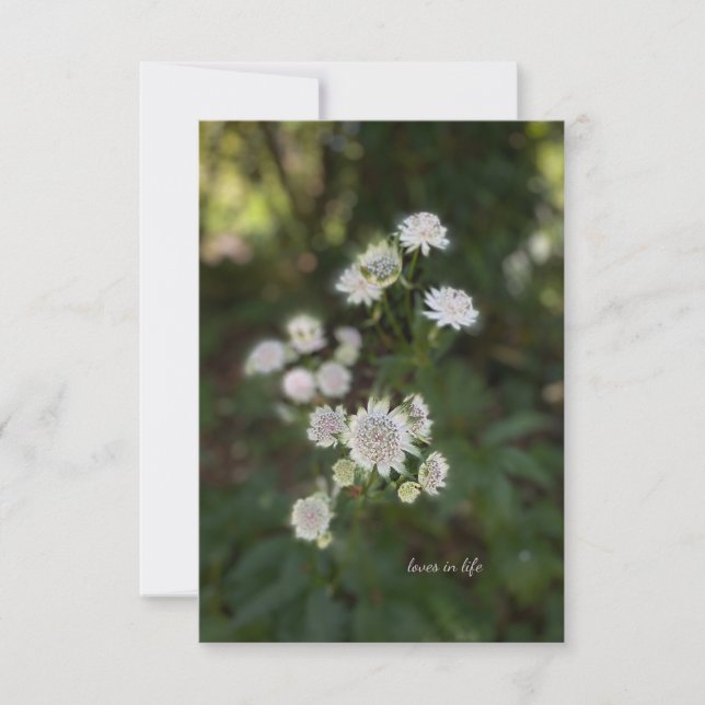 Cartão De Notas Linda Flor de Verão Branco (Frente)