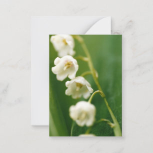 Cartão De Notas Lírio-do-vale Branco (Convallaria majalis)