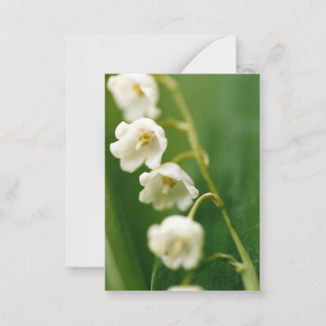 Cartão De Notas Lírio do vale (Convallaria majalis)  (Frente)