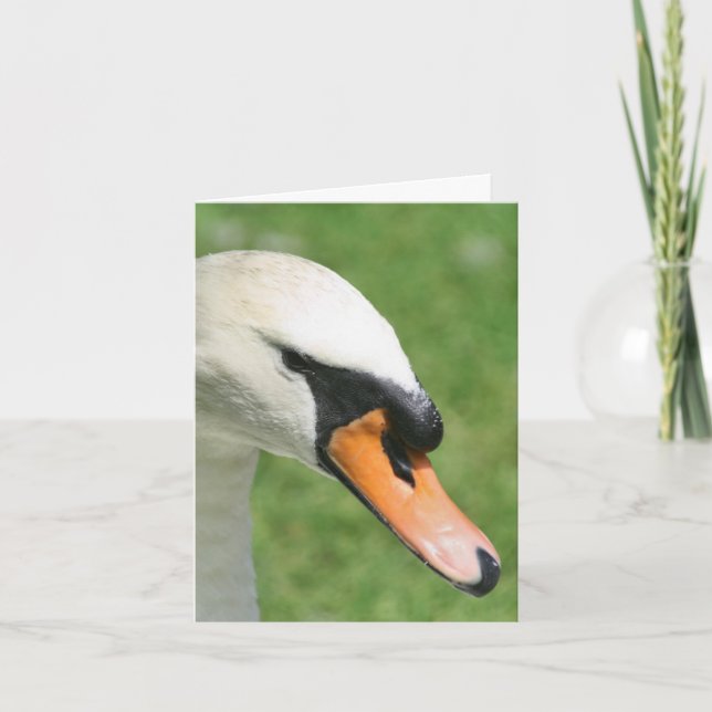 Cartão De Notas Look Of Kings Swan Nature Photography  (Frente)