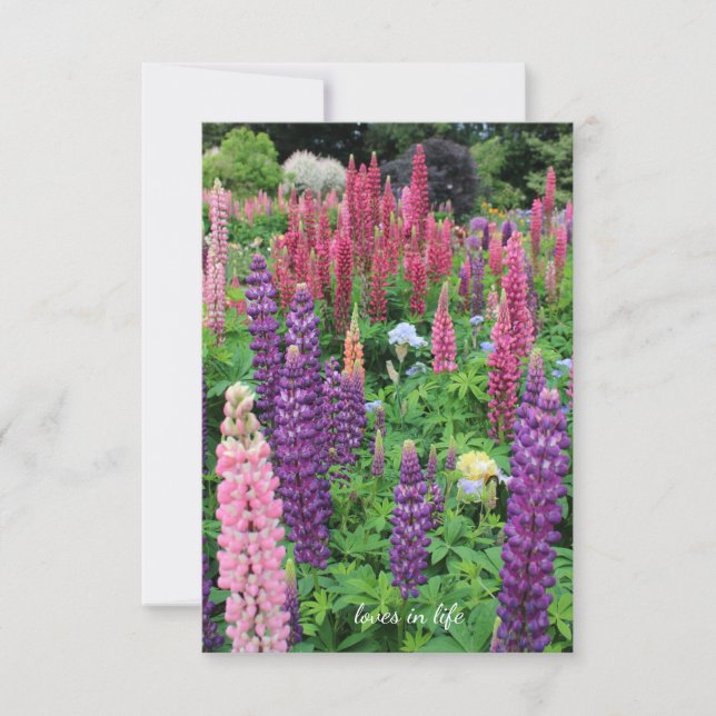 Cartão De Notas Lupine Garden (Frente)