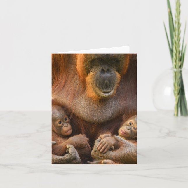 Cartão De Notas Mãe Orangutan Segurando Dois Bebês (Frente)