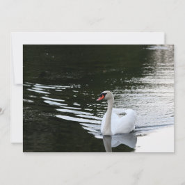 Cartão De Notas Mute Swan