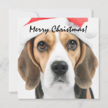 Natal de Beagle