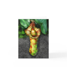 Nepenthes, Pitcher Plant Illustration