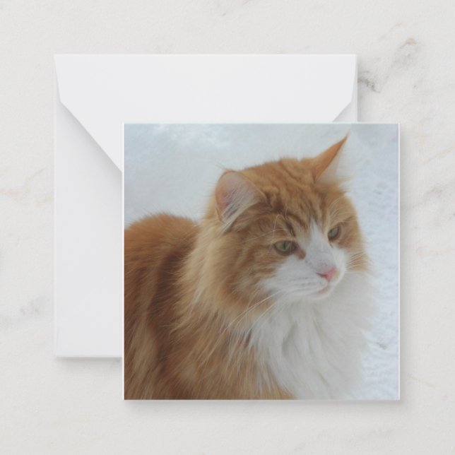 Cartão De Notas Norwegian_Forest_Cat (Frente)