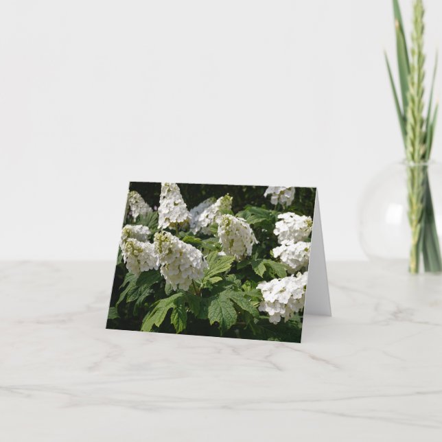 Cartão De Notas Oakleaf Hydrangea (Frente)