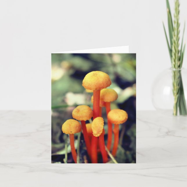 Cartão De Notas Orange Mushrooms Nature Photography  (Frente)