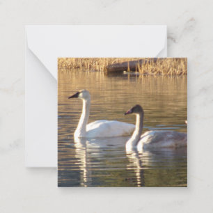 Cartão De Notas Par de placas de Dia de os namorados de Cisnes