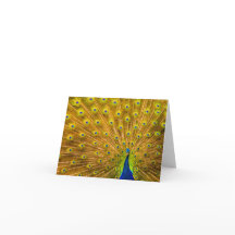 Peacock, Silver Falls, Kauai, Havaí