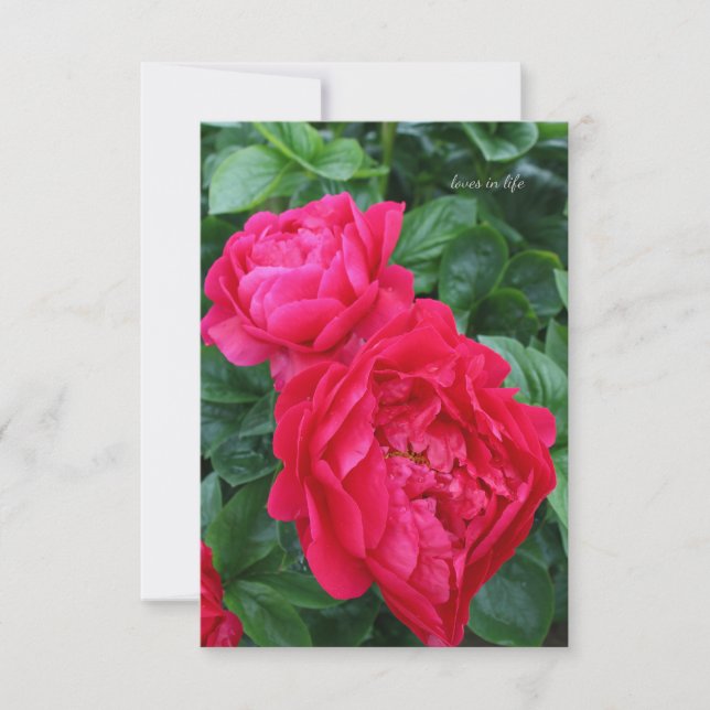 Cartão De Notas Penônio Rosa Vermelho (Frente)