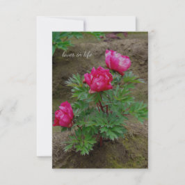 Cartão De Notas Pequeno Peony Bush