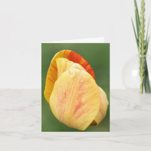 Cartão De Notas Pétalas de Tulipa Amarela Fotografia de Flores