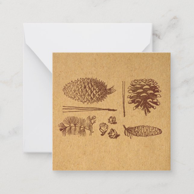 Cartão De Notas Pinus Ilustrados Cones Vintage Pinecone Art (Frente)