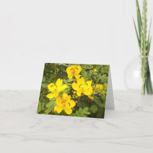 Cartão De Notas Placa de Nota de Foto Dobrada da Cassia Flower