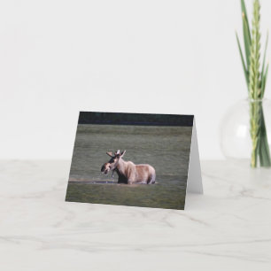 Cartão De Notas Placa de Nota do Vazio de Fotografia Moose
