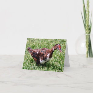 Cartão De Notas Placa de Nota Dobrada de Foto de Pato Muscovy
