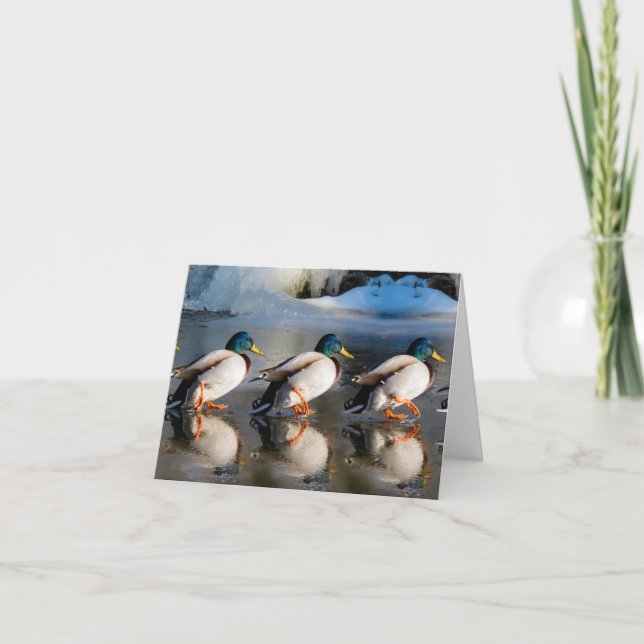 Cartão De Notas Placa de Nota Dobrada MALLARD NO WINTER (Frente)