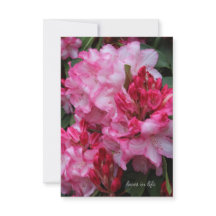 Rhododendron Rosa Grande