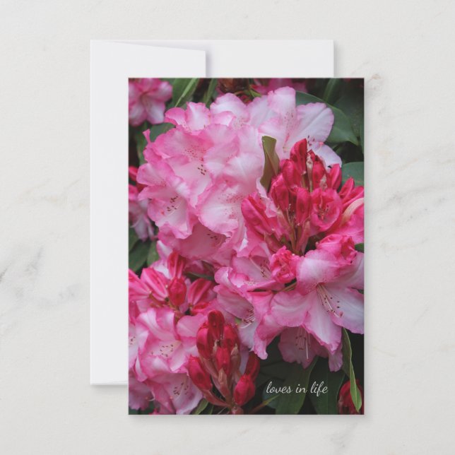 Cartão De Notas Rhododendron Rosa Grande (Frente)