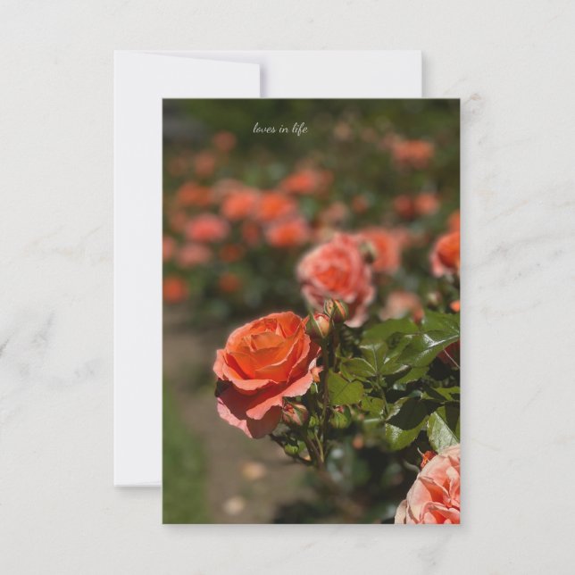 Cartão De Notas Rosa Colorido de Salmão (Frente)