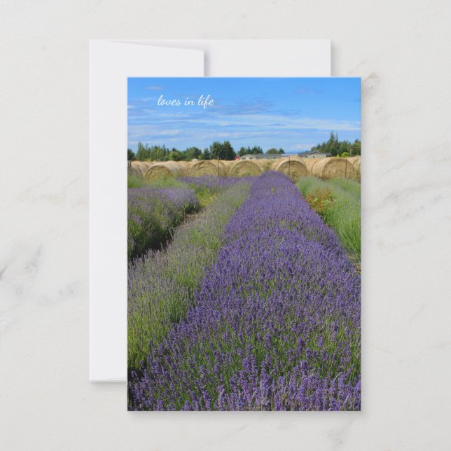 Cartão De Notas Saldos de Lavanda e Linhas de Hay (Frente)