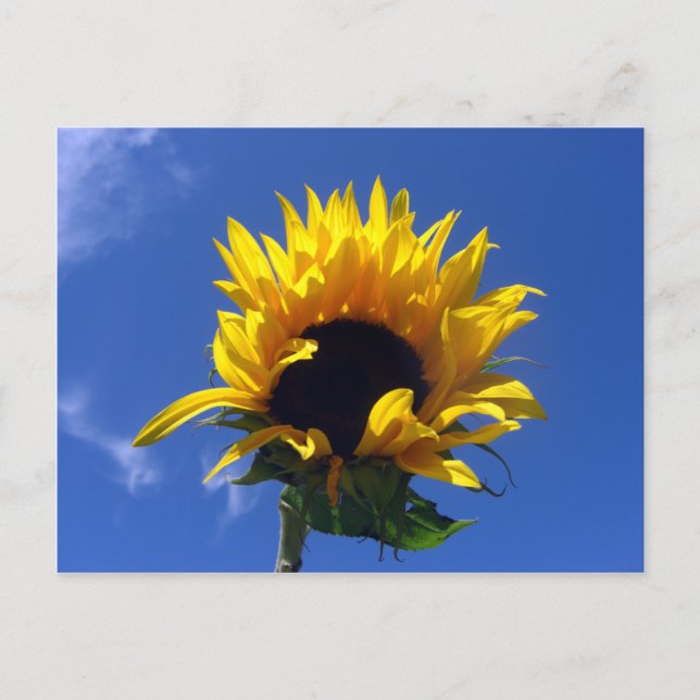 Cartão de Notas Sem Guarda Sunflower Sunrise (Frente)