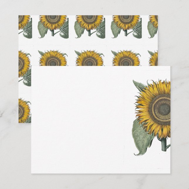 Cartão De Notas Sunflower Hortus Eystettensis , 1713 (Frente/Verso)