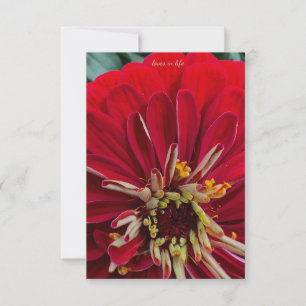 Cartão De Notas Sweet Zinnia