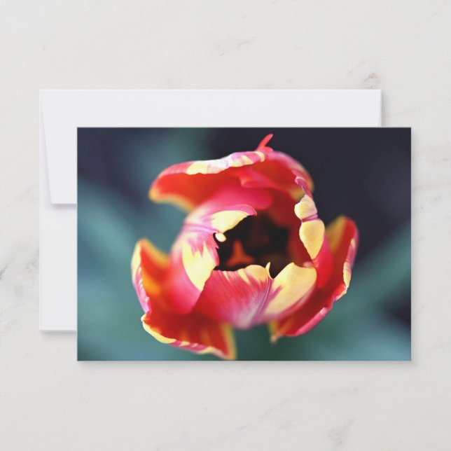 Cartão De Notas Tulip Notecard (Frente)