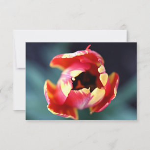 Cartão De Notas Tulip Notecard