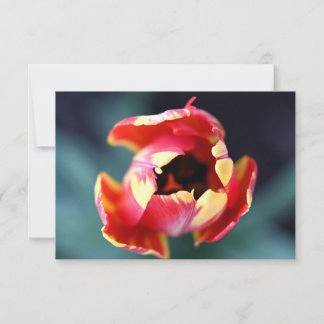 Cartão De Notas Tulip Notecard