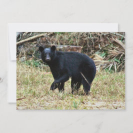 Cartão De Notas Urso Negro da Flórida