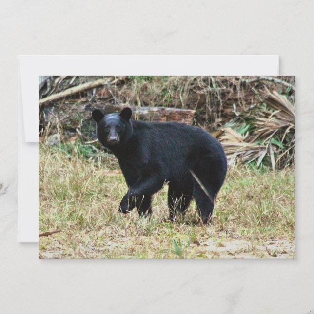 Cartão De Notas Urso Negro da Flórida (Frente)