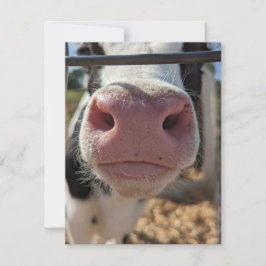 Cartão De Notas Vaca leiteira em uma Fazenda na Pensilvânia